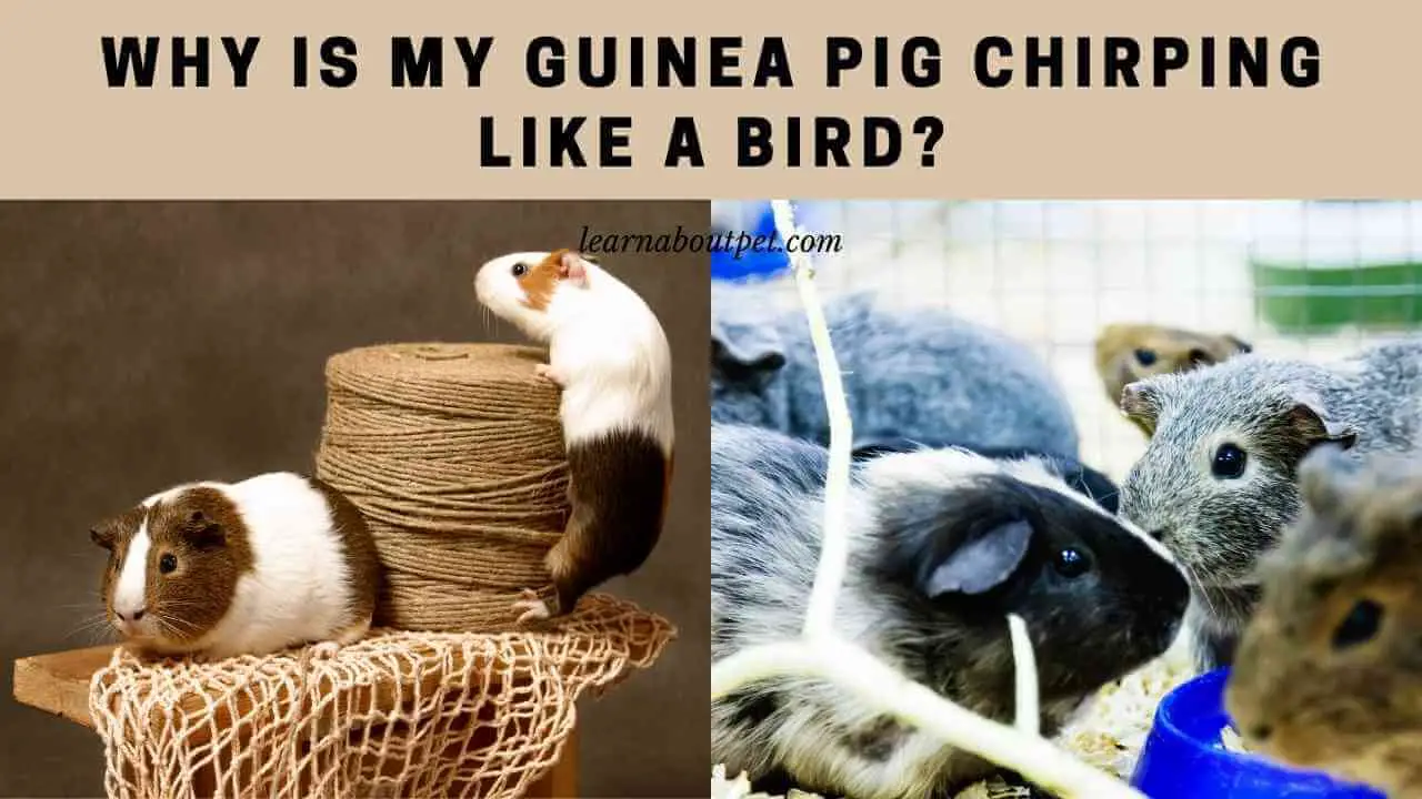 Why Is My Guinea Pig Chirping Like A Bird? 7 Interesting Reasons