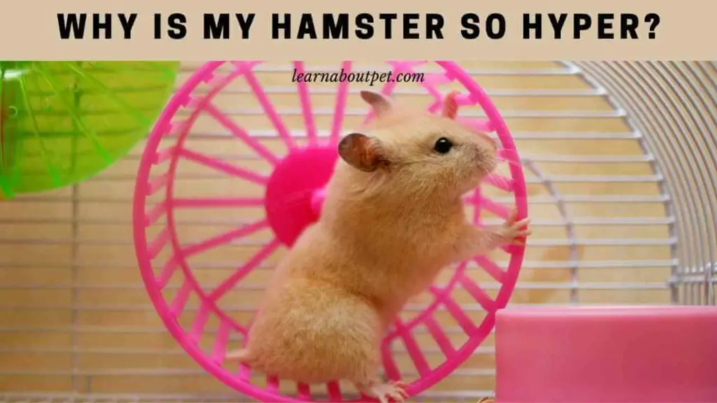 Why is my hamster so hyper