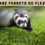Why are ferrets so flexible