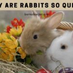 Why are rabbits so quiet
