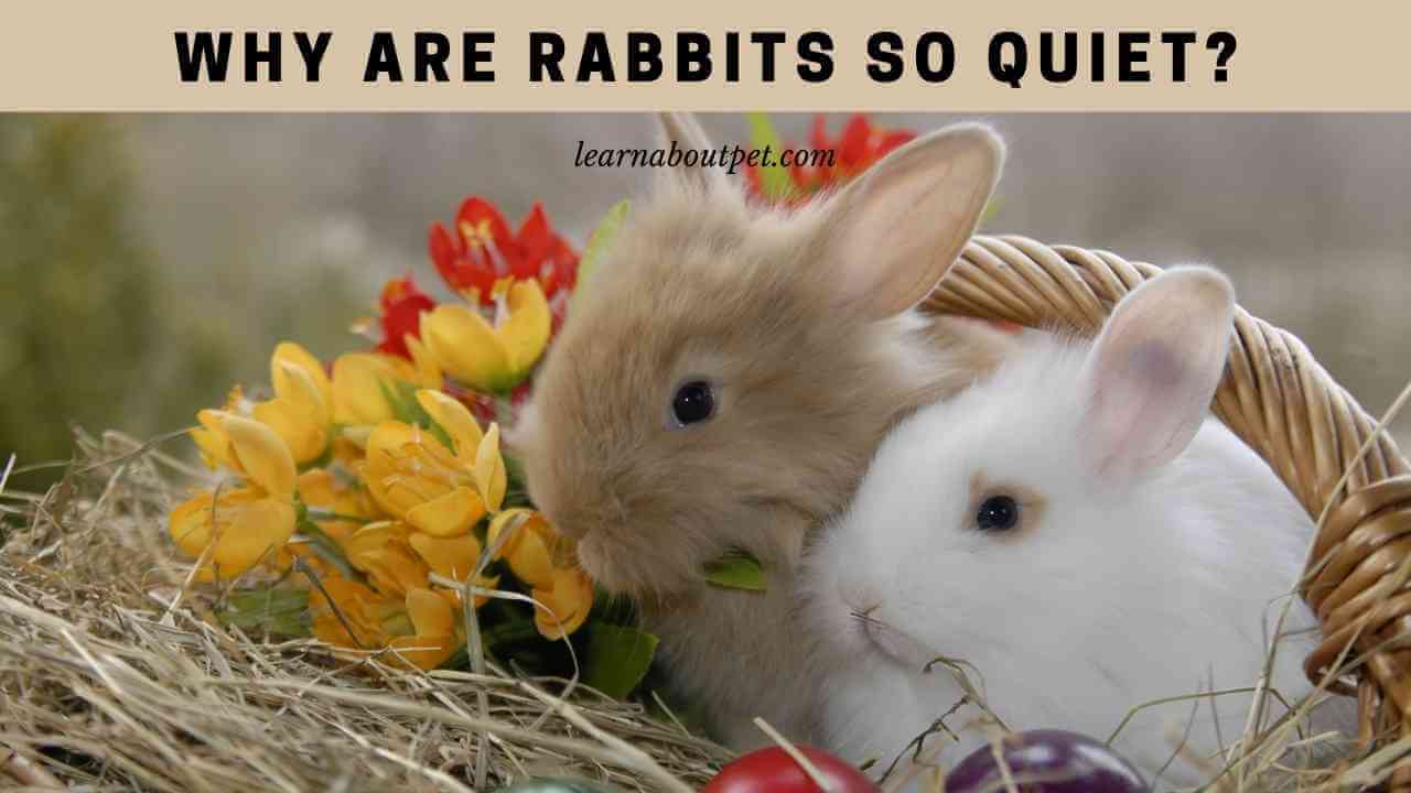 Why Are Rabbits So Quiet? (7 Interesting Facts) - 2023