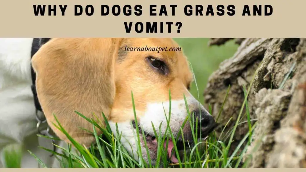 why dogs eat grass and vomit