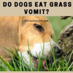 Why Do Dogs Eat Grass And Vomit? (5 Clear Reasons) Why do dogs eat grass and vomit