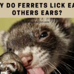 Why do ferrets lick each others ears