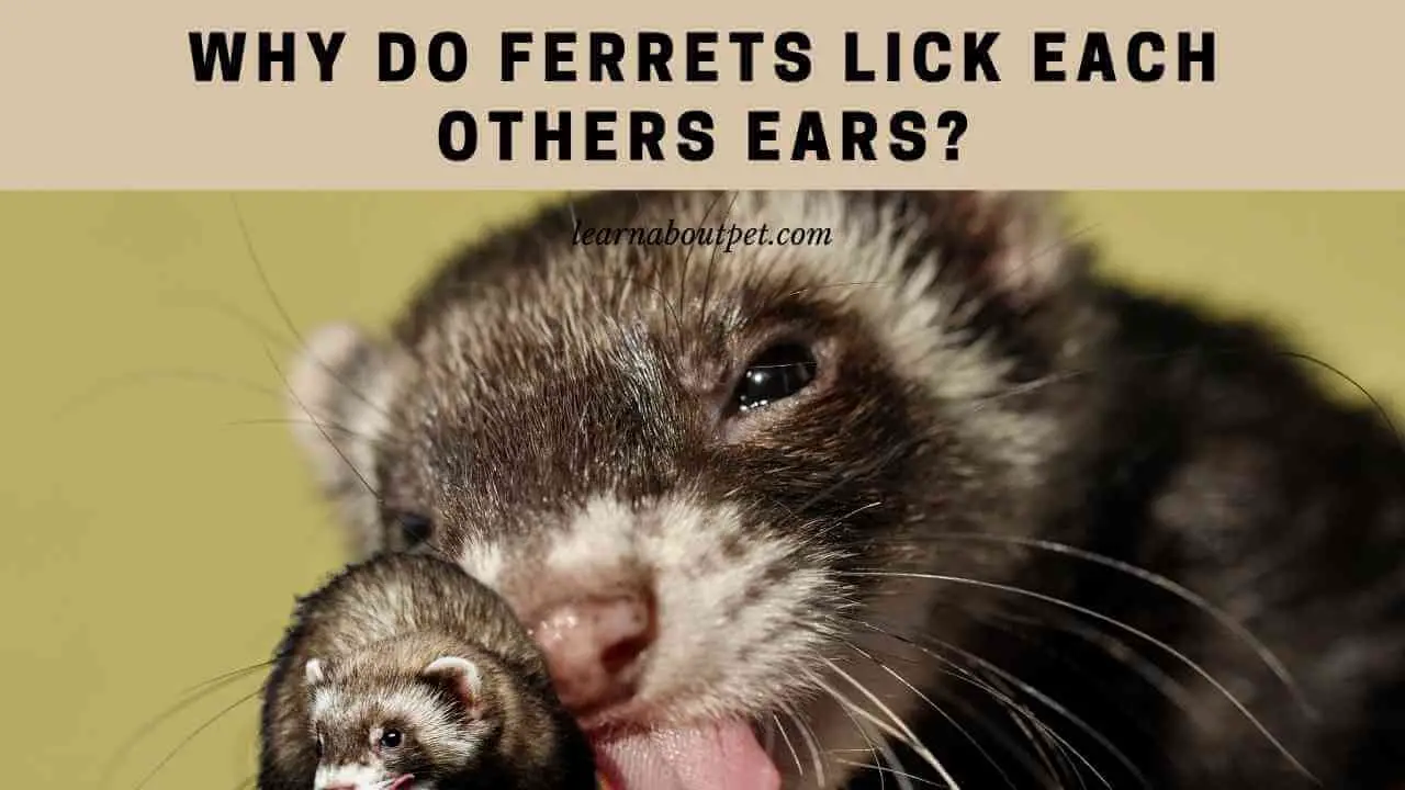 Why Do Ferrets Lick Each Others Ears? (7 Cool Facts) 2023