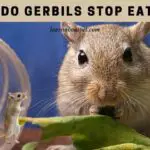 Why Do Gerbils Stop Eating? (7 Interesting Facts)