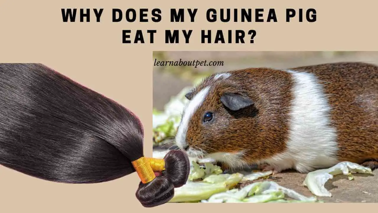 Why Does My Guinea Pig Eat My Hair? 7 Menacing Facts 2023