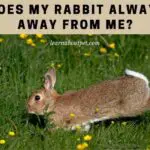 Why Does My Rabbit Always Run Away From Me? 7 Clear Reasons