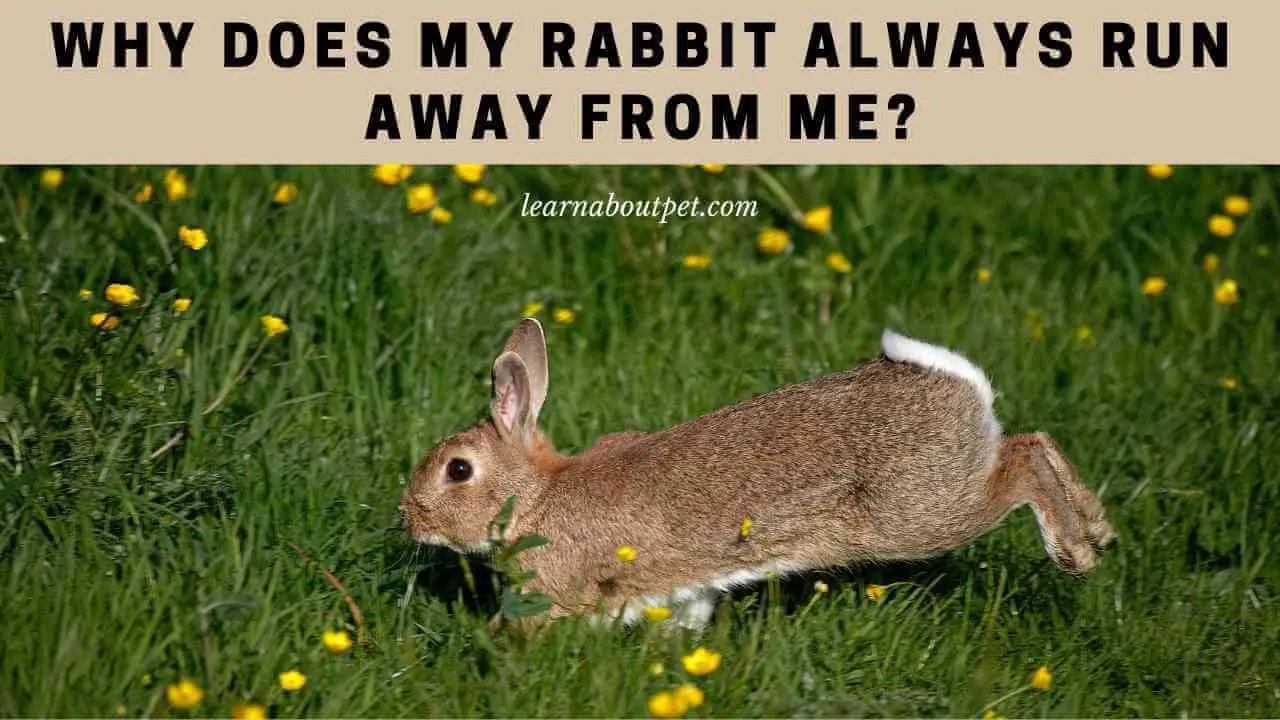 Why Does My Rabbit Always Run Away From Me? 7 Clear Reasons