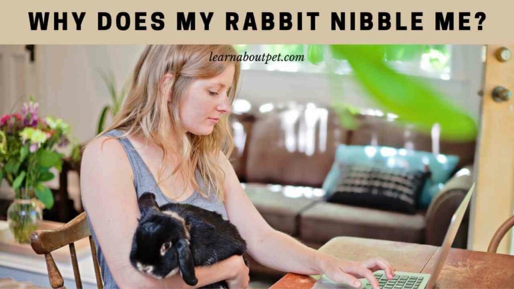Why does my rabbit nibble me