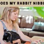 Why Does My Rabbit Nibble Me? (7 Interesting Facts)