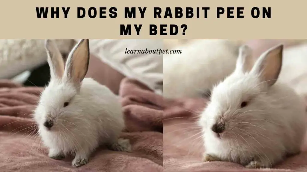 Why does my rabbit pee on my bed