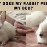Why Does My rabbit Pee On My Bed? (7 Clear Reasons)