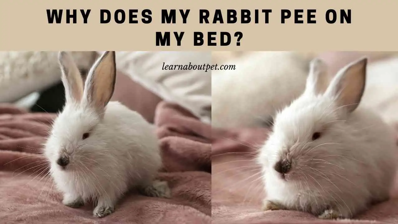 why-does-my-rabbit-pee-on-my-bed-7-clear-reasons-2022