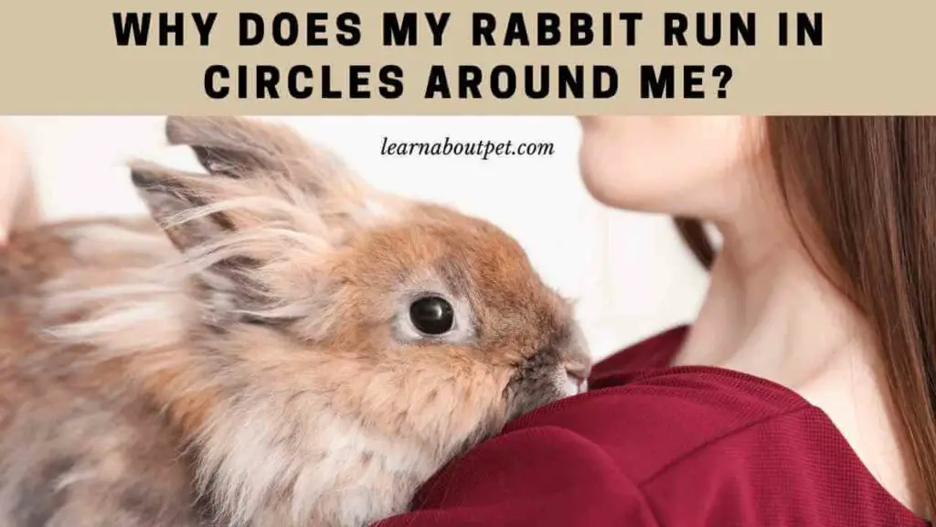 Why does my rabbit run in circles around me