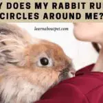 Why Does My Rabbit Run In Circles Around Me? 7 Cool Facts