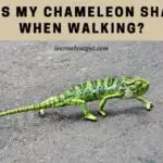 Why Is My Chameleon Shaking When Walking? 7 Cool Facts