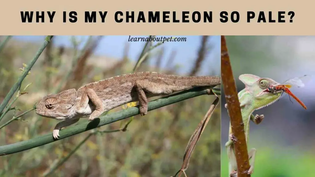 Why is my chameleon so pale