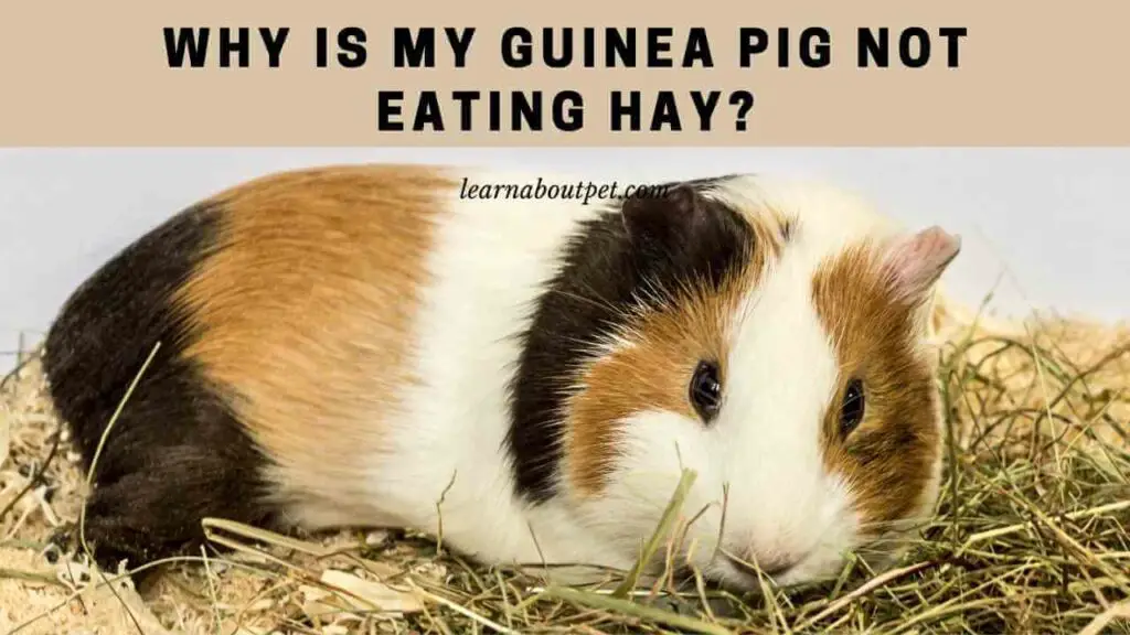 Why is my guinea pig not eating hay