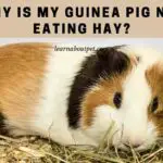 Why Is My Guinea Pig Not Eating Hay? 3 Unique Issues