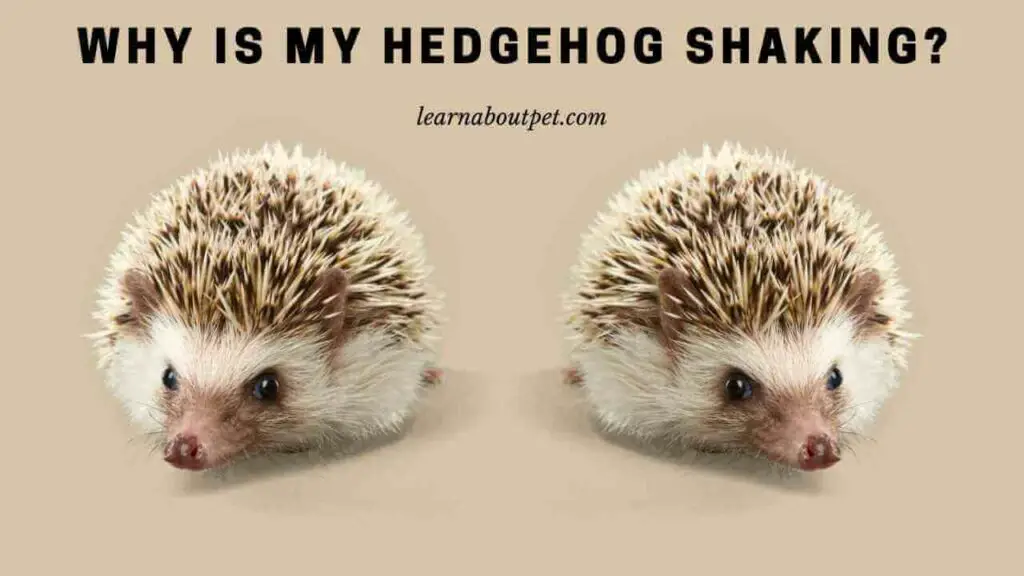 Why is my hedgehog shaking