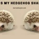 Why Is My Hedgehog Shaking? 7 Menacing Health Reasons
