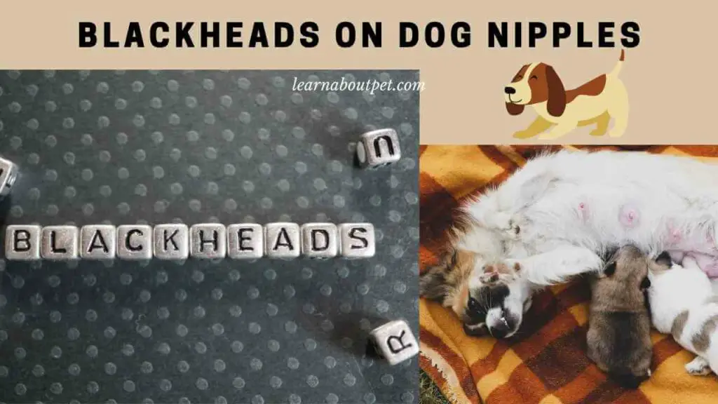 blackheads-on-dog-nipples-3-clear-ways-to-get-rid-of-blackheads