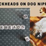Blackheads On Dog Nipples : 3 Clear Ways To Get Rid Of Blackheads blackheads on dog nipples