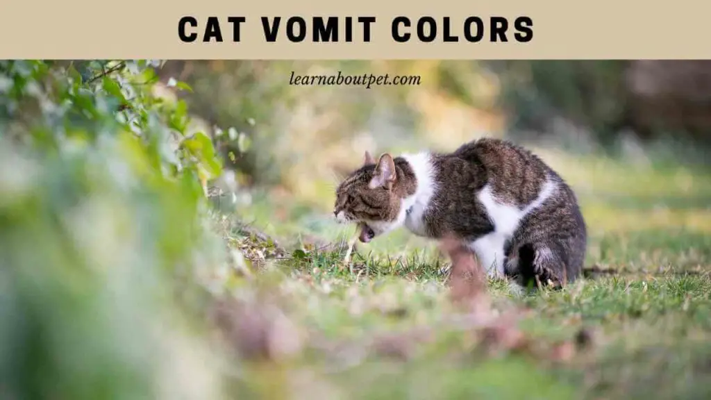 Cat vomit colors