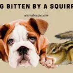 Dog Bitten By A Squirrel : (9 Menacing Facts)