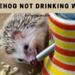 Hedgehog Not Drinking Water : (7 Menacing Reasons)