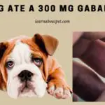 my dog ate a 300 mg gabapentin