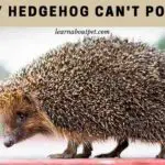 My Hedgehog Can't Poop : (7 Menacing Reasons)