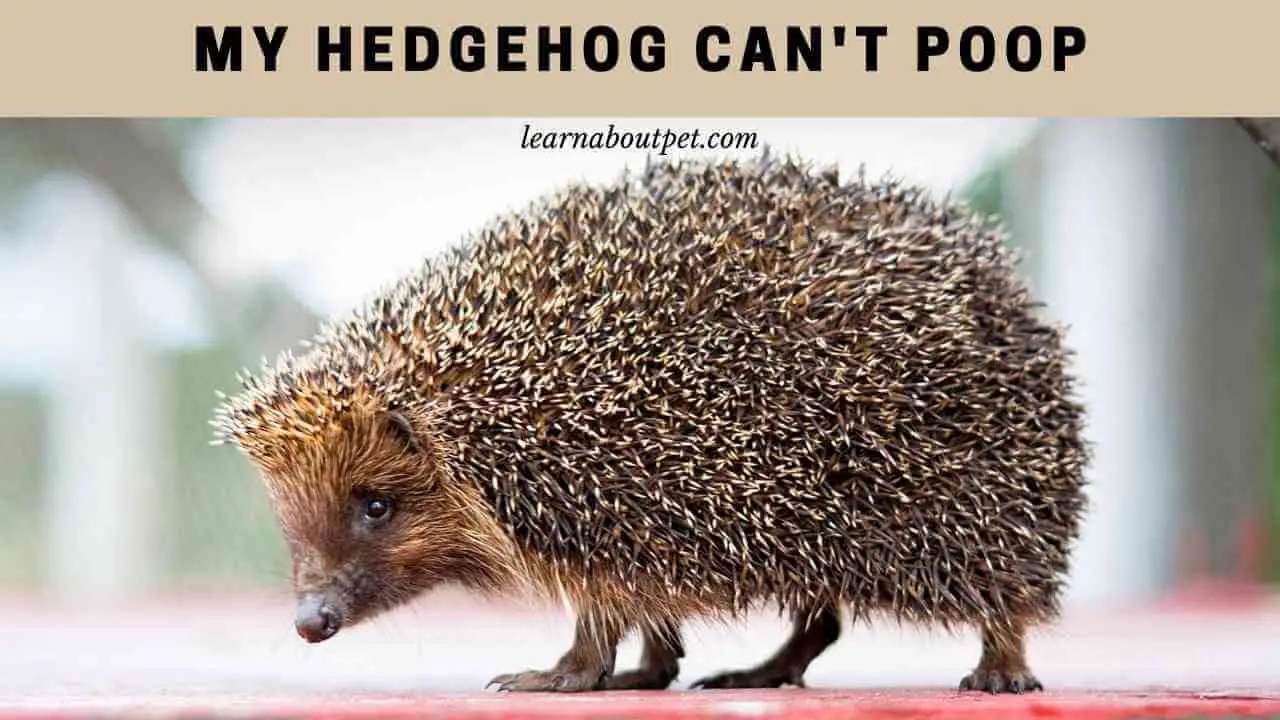 My Hedgehog Can't Poop (7 Menacing Reasons) 2023