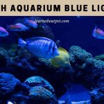 Aquarium Blue Light : (9 Cool Fish Lighting Setup Ideas)