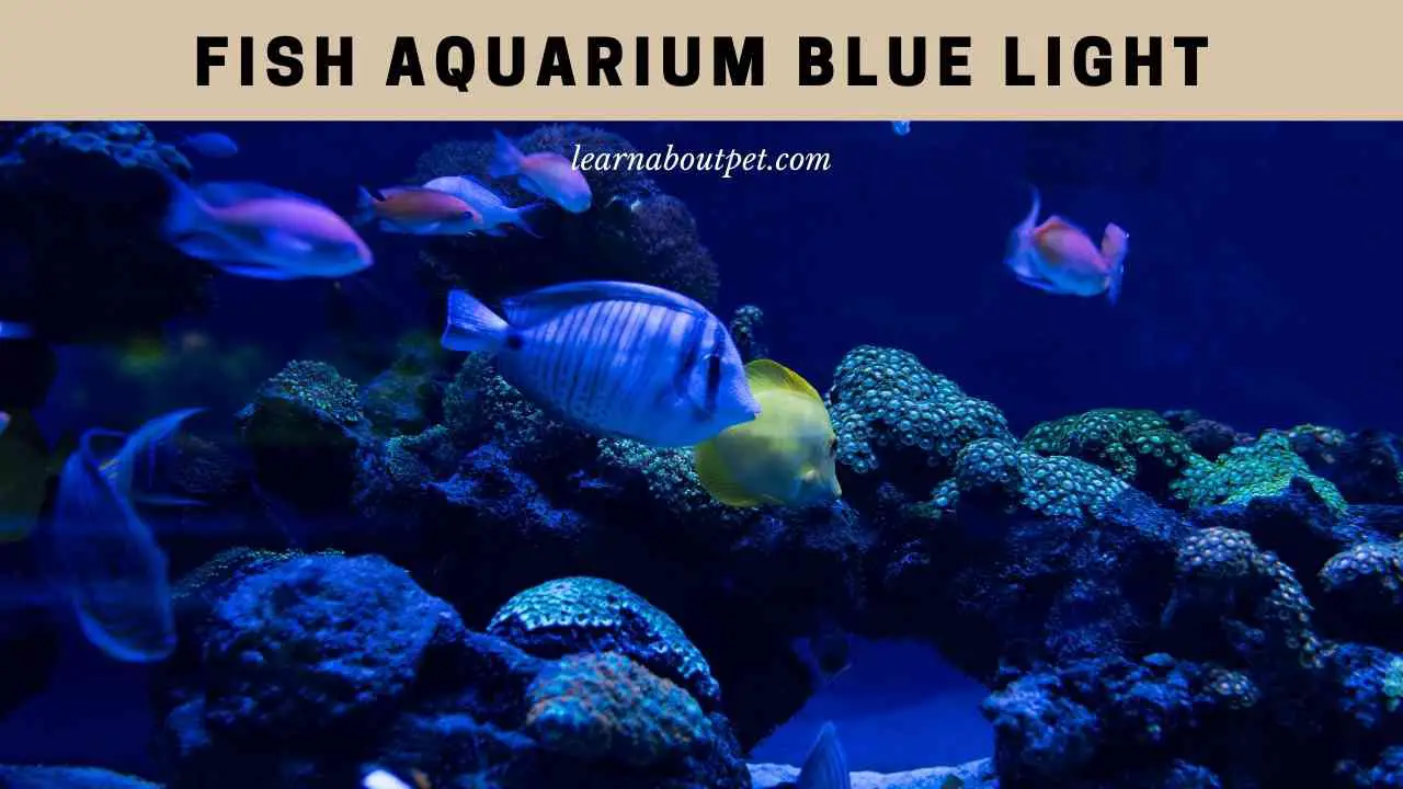 Aquarium Blue Light (9 Cool Fish Lighting Setup Ideas)