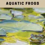 Aquatic frogs