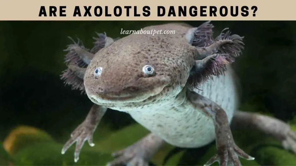 Are axolotls dangerous