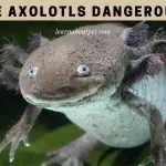 Are Axolotls Dangerous? (7 Interesting Facts!)