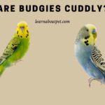 Are Budgies Cuddly? 4 Clear Simple Signs To Look For