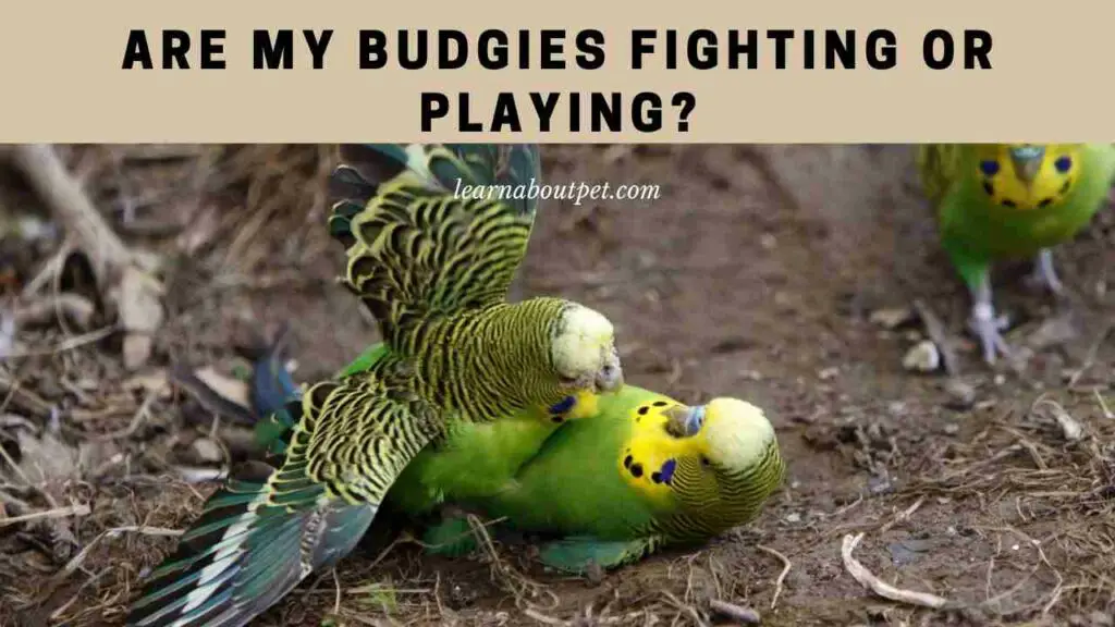 Are my budgies fighting or playing