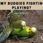 Are My Budgies Fighting Or Playing? (11 Clear Signs)