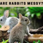 Are rabbits messy