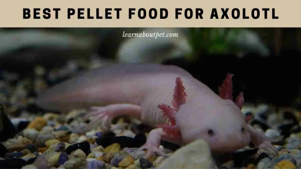 Best Pellet Food For Axolotl 21