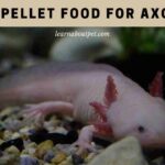 Best Pellet Food For Axolotl best pellet food for axolotl
