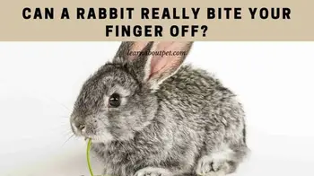 Can A Rabbit Really Bite Your Finger Off 7 Cool Facts 2021