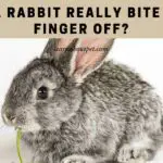 Can a rabbit really bite your finger off