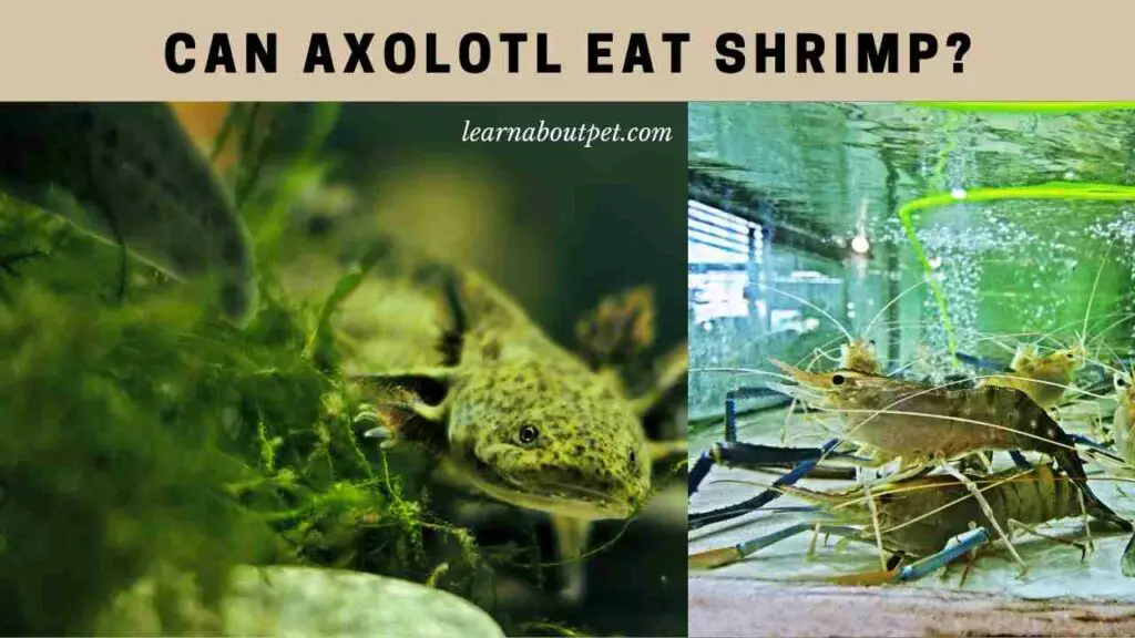 Can axolotl eat shrimp