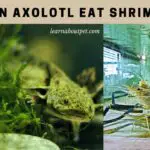 Can Axolotl Eat Shrimp? (7 Interesting Facts)