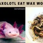 Can Axolotl Eat Wax Worms? (7 Interesting Facts)
